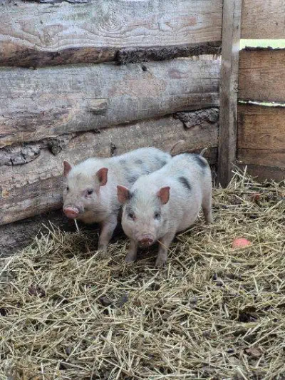 518290215 1287623656707171 8217120146826735065 n