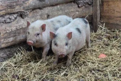 Přírůstek do minizoo